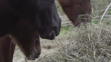 Norveç'te çim yeme atlar