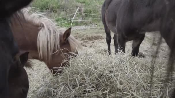 Paarden Eten Gras Noorwegen — Stockvideo