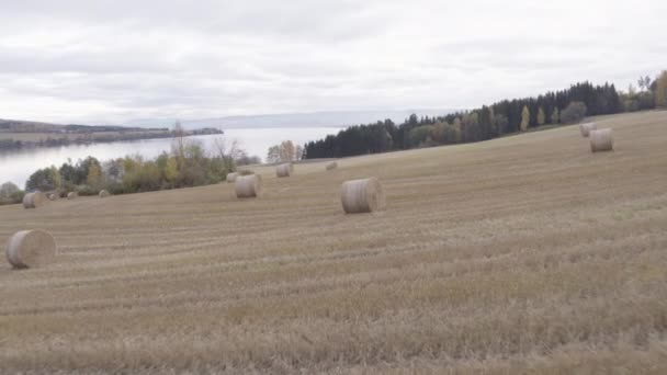 Agricultura Junto Lago Mjosa Noruega — Vídeos de Stock