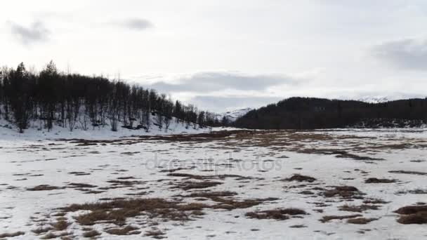 Bosque Primavera Sur Noruega — Vídeos de Stock