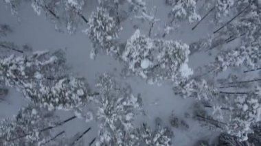 Norveç'te kış orman