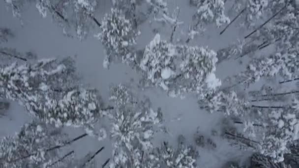 ノルウェーの冬の森 — ストック動画