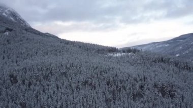 Norveç'te kış orman