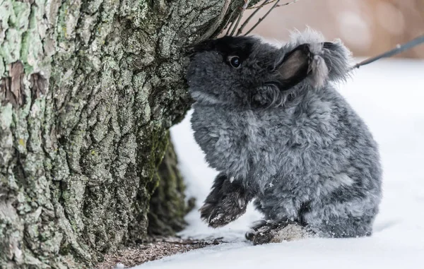 Şirin angora tavşanı