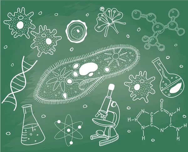 Biology sketches on school board. Royalty Free Stock Illustrations