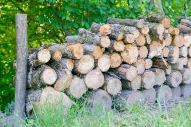 Doğada ahşap parçaları