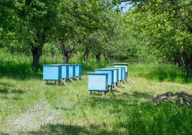 Ormandaki arı kovanı