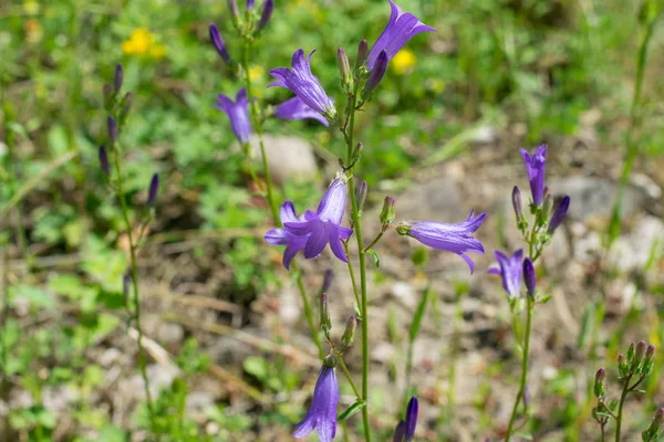Wildflower bell i skogen — Stockfoto