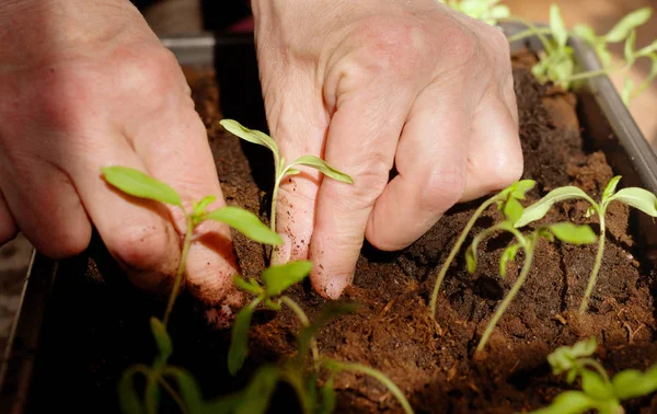 Frau verpflanzt Tomatensetzlinge — Stockfoto