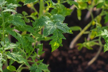 domates lahanası üzerinde Su damlacıkları