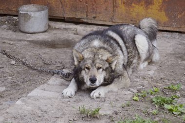 bahçede köpek üstünde kira kontratı