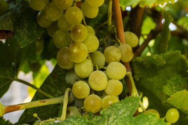 Bir dalda yeşil üzümler.