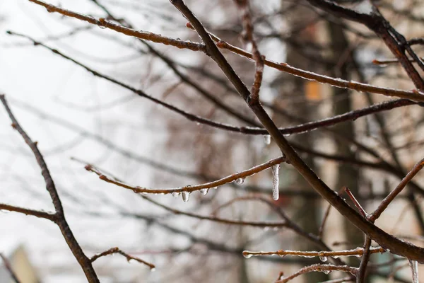 Carámbanos en las ramas. el frío chasquido después de la lluvia — Foto de Stock