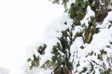 Karda köknar dalları. kış arkaplanı