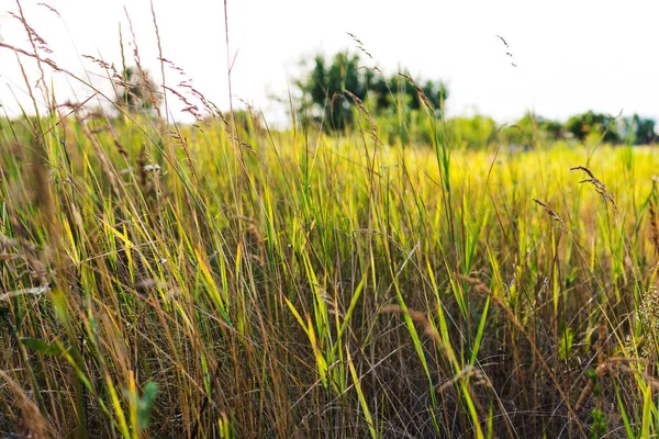 Tall grass close up in summer — Stock Photo, Image