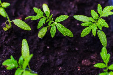 Domates fideleri. Tohum. en üstteki görünüm