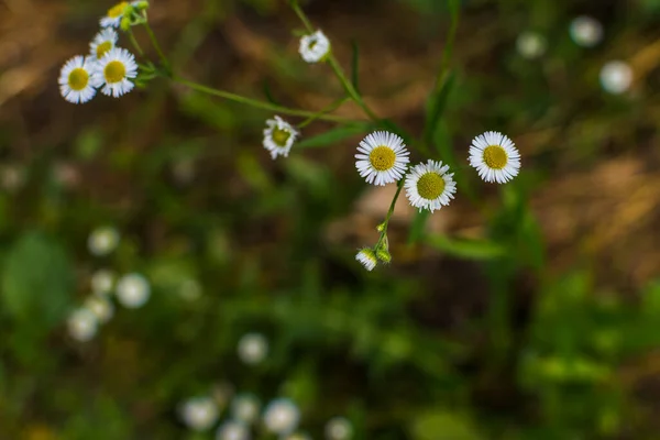 Białe Erigeron Annuus Kwiaty Środowisku Naturalnym — Zdjęcie stockowe