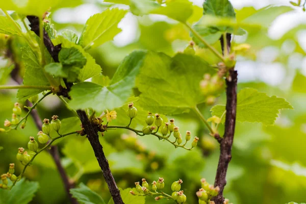 Inte Ännu Mogna Svarta Vinbär Frukt Gren — Stockfoto