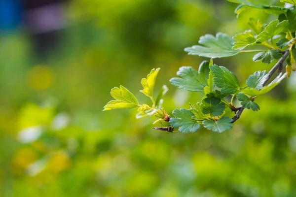 Gałąź Agrestu Naturalnym Tle — Zdjęcie stockowe