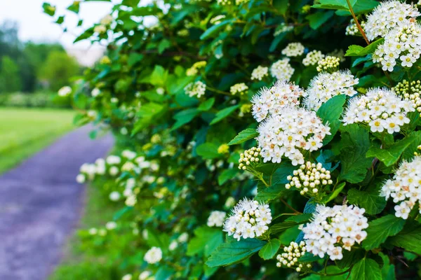 Kvetoucí Bush Bílými Květy Podél Uličky — Stock fotografie