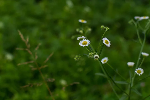 Witte Erigeron Annuus Bloemen Natuurlijke Omgeving — Stockfoto