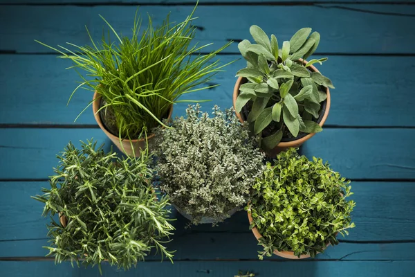 Topview on fresh herbs — Stock Photo, Image