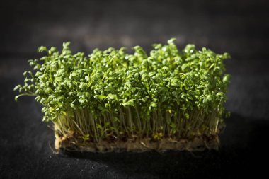 kökleri ile taze tropaeolum