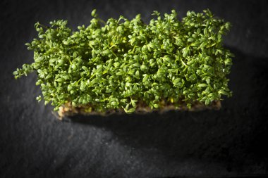 kökleri ile taze tropaeolum