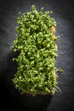 kökleri ile taze tropaeolum