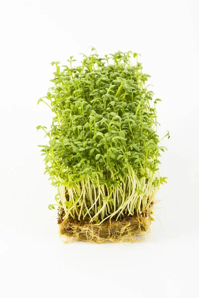 Tropaeolum fresco con raíces —  Fotos de Stock