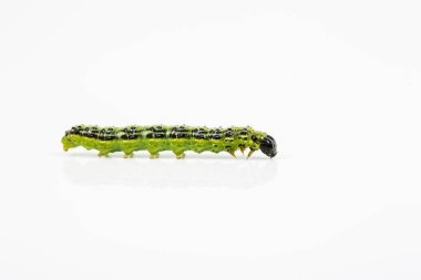 Boxwood borer (Cydalima perspektifi), ot yaprağı silindiri, böcek, tırtıl