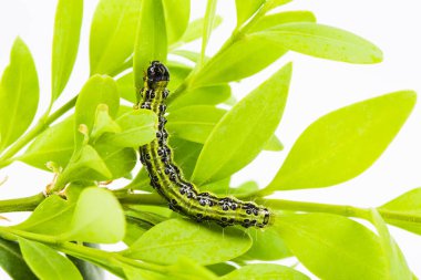 Boxwood borer (Cydalima perspektifi), ot yaprağı silindiri, böcek, tırtıl