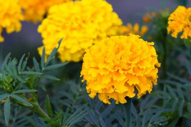 Bahçedeki güzel çiçekler