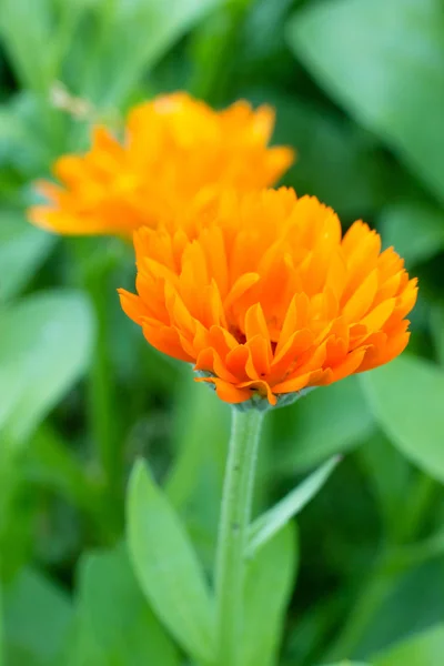 Hermosas Flores Jardín — Foto de Stock