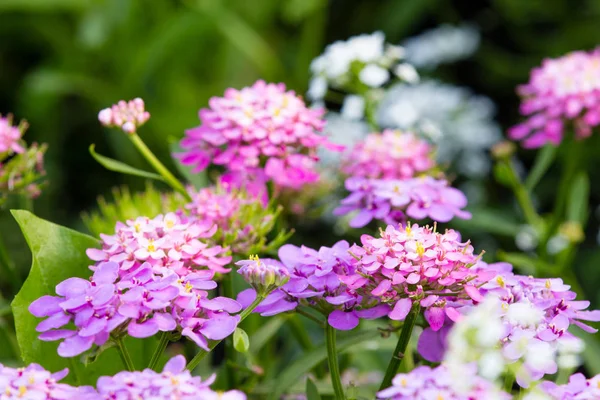 Schöne Blumen Einem Garten — Stockfoto