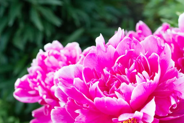 Schöne Blumen Einem Garten — Stockfoto