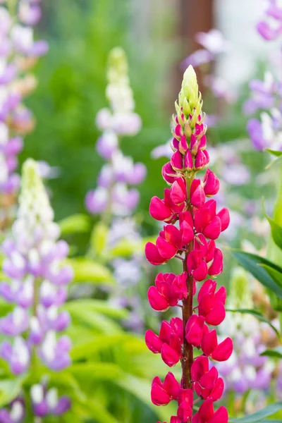 Schöne Blumen Einem Garten — Stockfoto