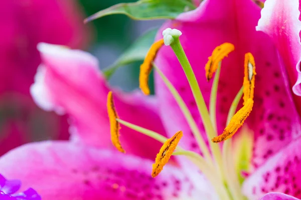 Hermosas Flores Jardín — Foto de Stock