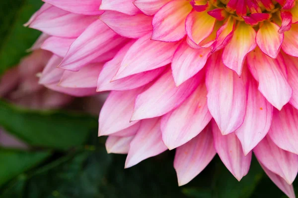 Mooie Bloemen Een Tuin — Stockfoto