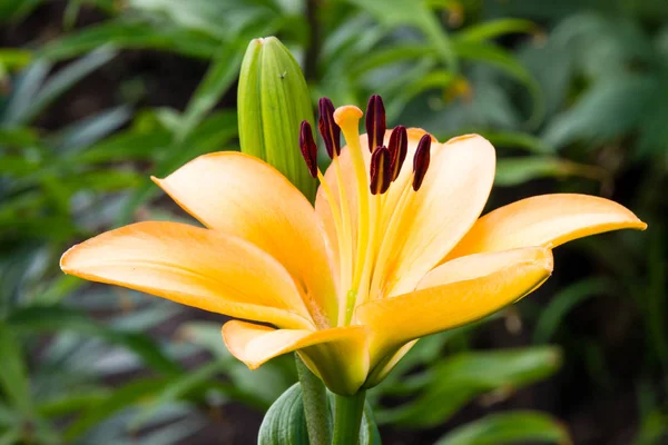 Mooie Bloemen Een Zomertuin — Stockfoto