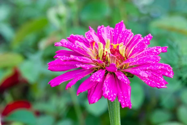 Mooie Bloemen Een Zomertuin — Stockfoto