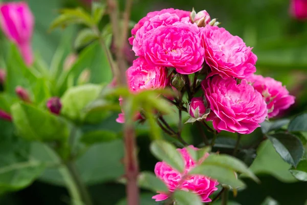 夏の庭で美しい花 — ストック写真