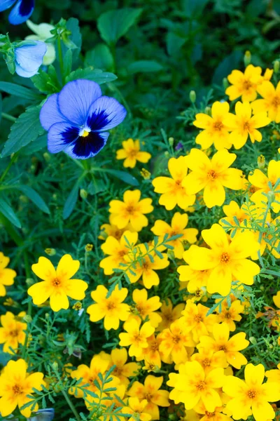 Hermosas Flores Jardín Verano — Foto de Stock