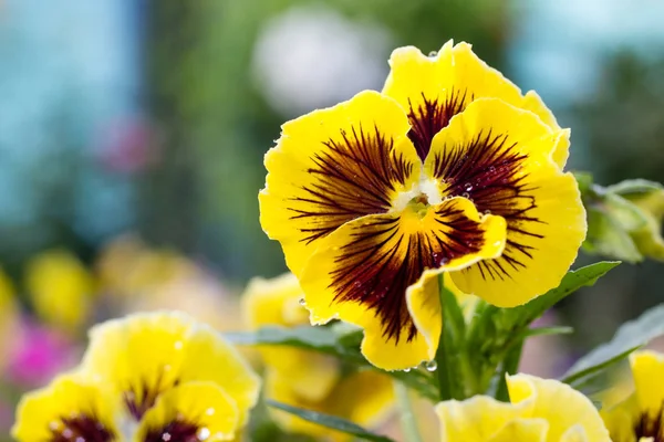 Hermosas Flores Jardín Verano — Foto de Stock