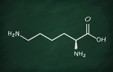Lizin yapısal modeli