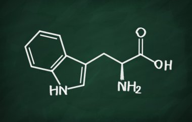 Triptofan yapısal modeli