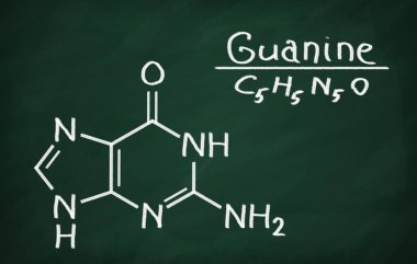 Guanin yapısal modeli