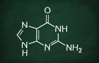 Guanin yapısal modeli