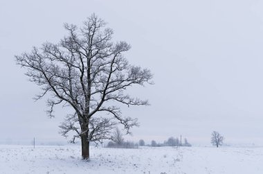 Kış peyzaj alanları
