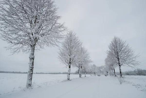 Allée dans la journée enneigée — Photo